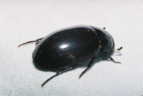 Réf. 187 283 : Hydrochara caraboides